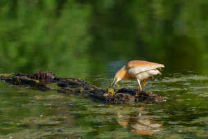 ardeola ralloides crabier chevelu ardeola ralloides crabier chevelu