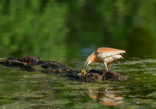 ardeola ralloides crabier chevelu ardeola ralloides crabier chevelu