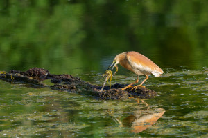 ardeola ralloides crabier chevelu ardeola ralloides crabier chevelu