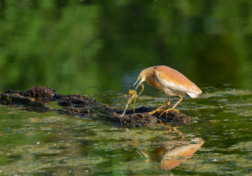 ardeola ralloides crabier chevelu ardeola ralloides crabier chevelu