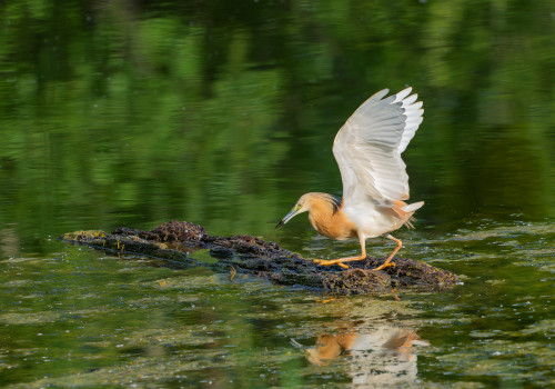 ardeola ralloides crabier chevelu ardeola ralloides crabier chevelu