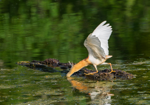 ardeola ralloides crabier chevelu ardeola ralloides crabier chevelu