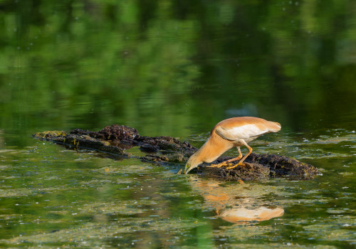 ardeola ralloides crabier chevelu ardeola ralloides crabier chevelu