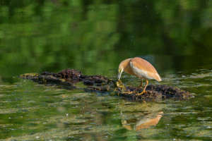 ardeola ralloides crabier chevelu ardeola ralloides crabier chevelu