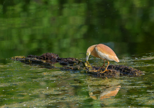 ardeola ralloides crabier chevelu ardeola ralloides crabier chevelu