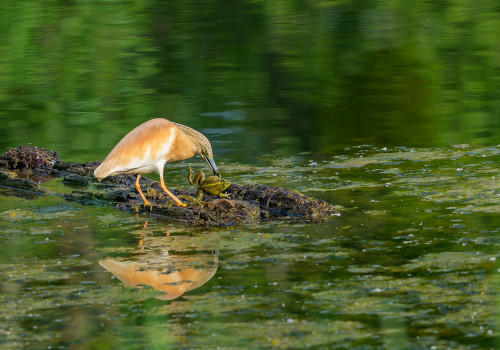 ardeola ralloides crabier chevelu ardeola ralloides crabier chevelu