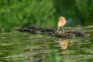ardeola ralloides crabier chevelu ardeola ralloides crabier chevelu