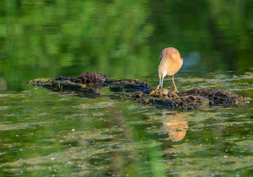 ardeola ralloides crabier chevelu ardeola ralloides crabier chevelu