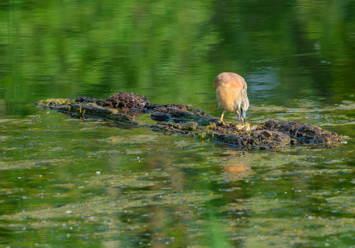 ardeola ralloides crabier chevelu ardeola ralloides crabier chevelu