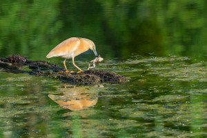 ardeola ralloides crabier chevelu ardeola ralloides crabier chevelu