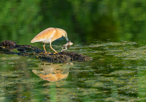 ardeola ralloides crabier chevelu ardeola ralloides crabier chevelu