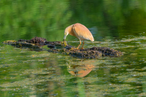 ardeola ralloides crabier chevelu ardeola ralloides crabier chevelu