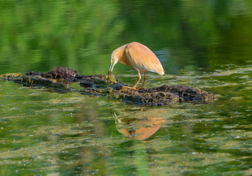 ardeola ralloides crabier chevelu ardeola ralloides crabier chevelu