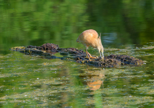 ardeola ralloides crabier chevelu ardeola ralloides crabier chevelu