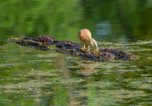 ardeola ralloides crabier chevelu ardeola ralloides crabier chevelu