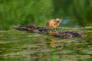 ardeola ralloides crabier chevelu ardeola ralloides crabier chevelu