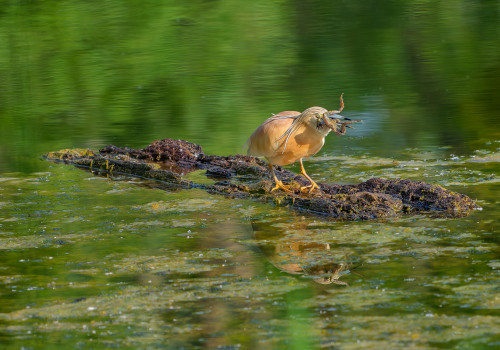 ardeola ralloides crabier chevelu ardeola ralloides crabier chevelu