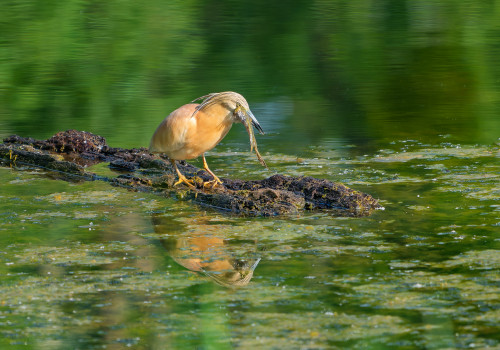 ardeola ralloides crabier chevelu ardeola ralloides crabier chevelu