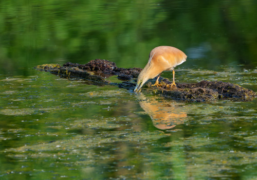 ardeola ralloides crabier chevelu ardeola ralloides crabier chevelu