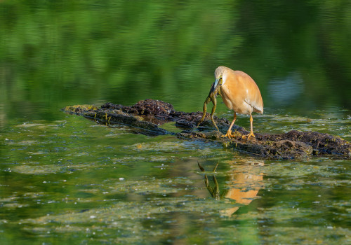 ardeola ralloides crabier chevelu ardeola ralloides crabier chevelu
