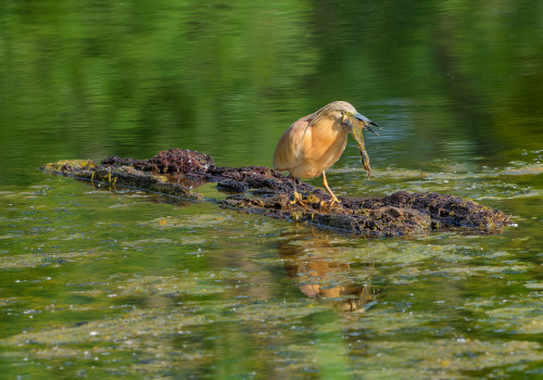 ardeola ralloides crabier chevelu ardeola ralloides crabier chevelu