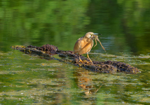 ardeola ralloides crabier chevelu ardeola ralloides crabier chevelu