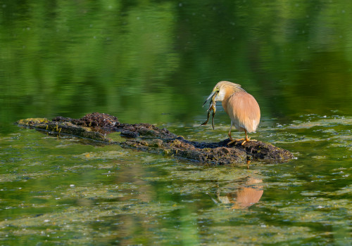ardeola ralloides crabier chevelu ardeola ralloides crabier chevelu
