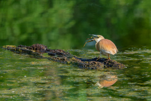 ardeola ralloides crabier chevelu ardeola ralloides crabier chevelu