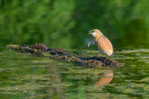 ardeola ralloides crabier chevelu ardeola ralloides crabier chevelu