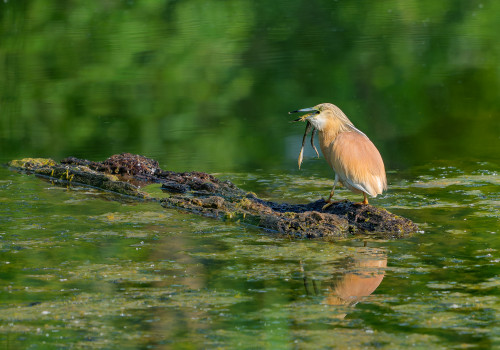 ardeola ralloides crabier chevelu ardeola ralloides crabier chevelu