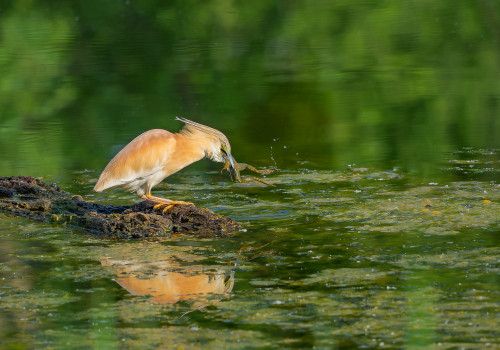 ardeola ralloides crabier chevelu ardeola ralloides crabier chevelu