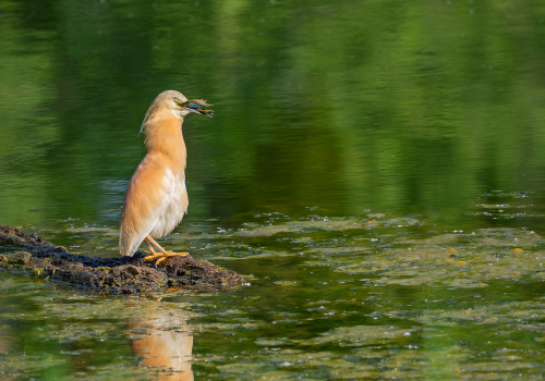 ardeola ralloides crabier chevelu ardeola ralloides crabier chevelu