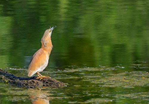ardeola ralloides crabier chevelu ardeola ralloides crabier chevelu