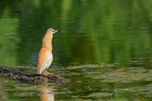 ardeola ralloides crabier chevelu ardeola ralloides crabier chevelu