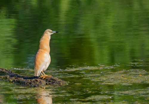 ardeola ralloides crabier chevelu ardeola ralloides crabier chevelu