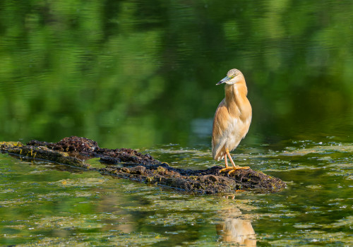 ardeola ralloides crabier chevelu ardeola ralloides crabier chevelu