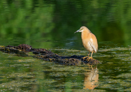 ardeola ralloides crabier chevelu ardeola ralloides crabier chevelu