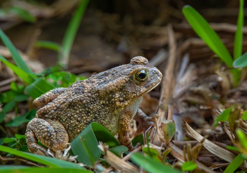 sclerophrys gutturalis  crapaud guttural 