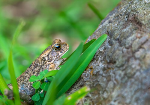 sclerophrys gutturalis  crapaud guttural 