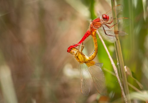 crocothemis erythraea   accouplement