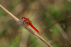 crocothemis erythraea libellule ecarlate male crocothemis erythraea libellule ecarlate male