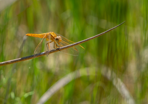 crocothemis erythraea  la libellule ecarlate  femelle 10