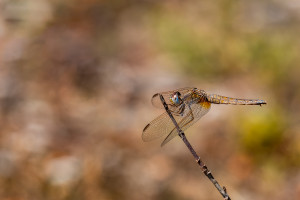 crocothemis erythraea la libellule ecarlate femelle crocothemis erythraea la libellule ecarlate femelle