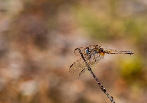 crocothemis erythraea  la libellule ecarlate  femelle