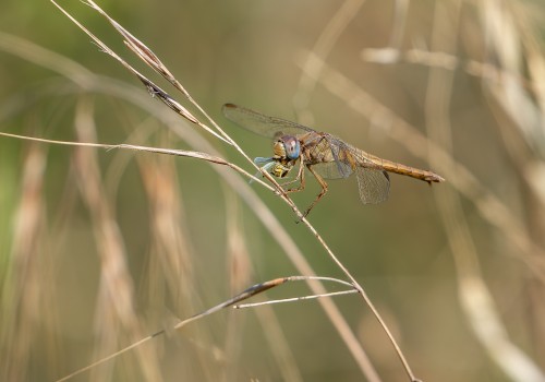 crocothemis erythraea  la libellule ecarlate  femelle