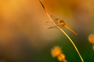 crocothemis erythraea la libellule ecarlate femelle crocothemis erythraea la libellule ecarlate femelle