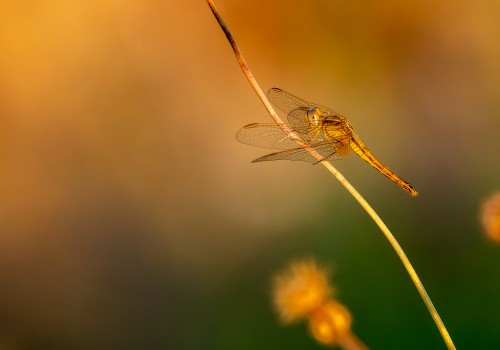 crocothemis erythraea  la libellule ecarlate  femelle