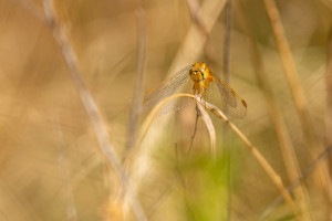 crocothemis erythraea la libellule ecarlate femelle crocothemis erythraea la libellule ecarlate femelle
