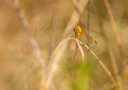 crocothemis erythraea  la libellule ecarlate  femelle