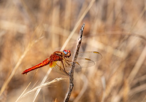crocothemis erythraea  la libellule ecarlate  femelle
